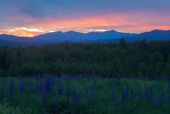 Sugar Hill Lupines and Presidential Range at Dawn