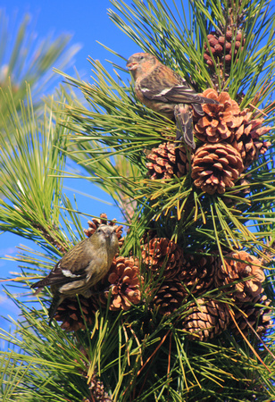 White Winged Crossbills on Pitch Pine