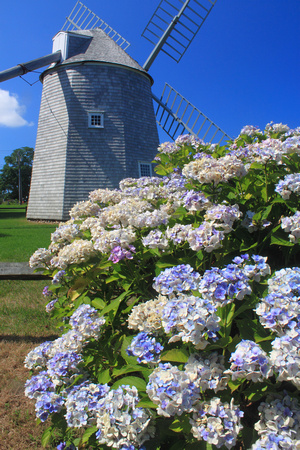 Jonathan Young Windmill and Hydrangeas Orleans