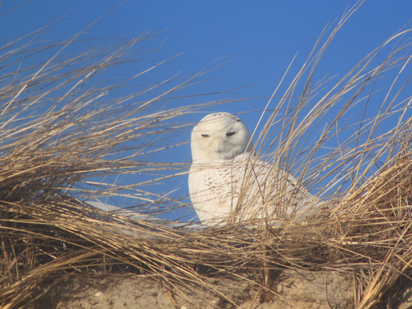 Snowy Owl on Cape Cod beach