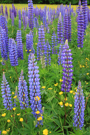Lupines and Buttercups