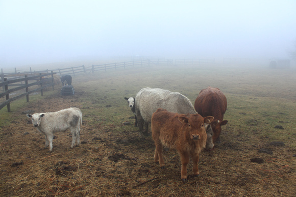 Harvard Forest Cows in Fog