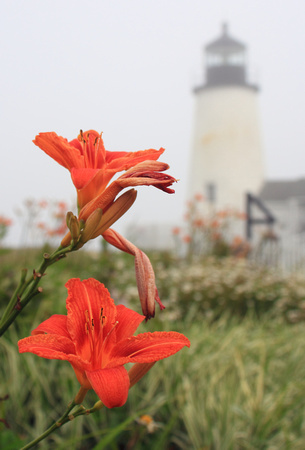 Pemaquid Point Lighthouse Day Lilies