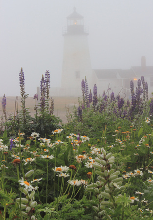 Pemaquid Point Lighthouse Lupine Flowers and Fog
