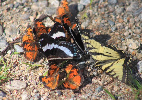 Tiger Swallowtail White Admiral Pearl Crescent Feeding on Road