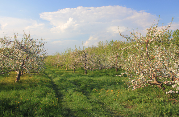 Outlook Farm Apple Orchard in Spring