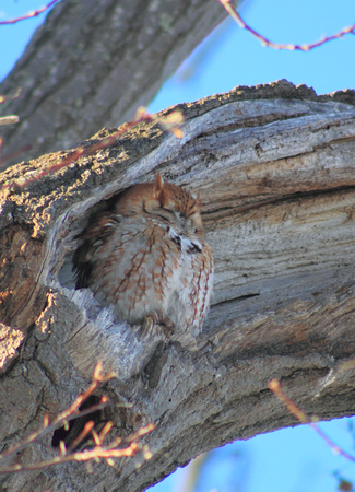 Eastern Screech Owl roosting in tree