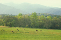 Cades Cove Deer in Morning Light