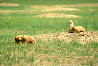 Prairie Dogs Playing Badlands