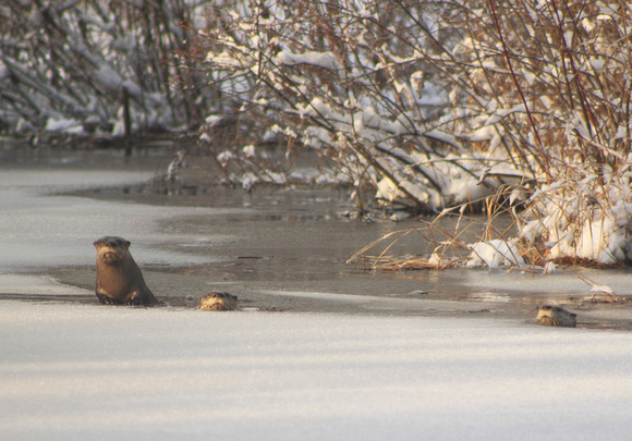 River Otters Swift River Reservation