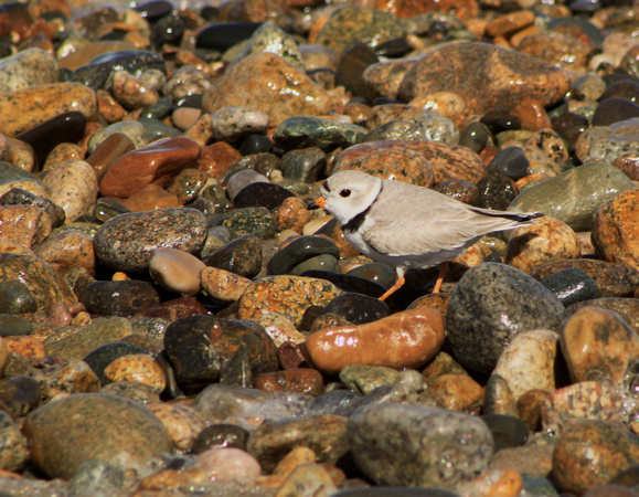 Piping Plover on rocky beach
