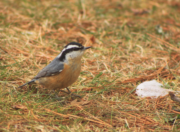 Red Breasted Nuthatch Feeding on Ground