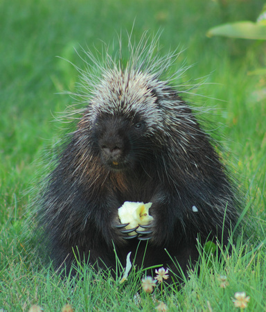 Porcupine Eating Apple