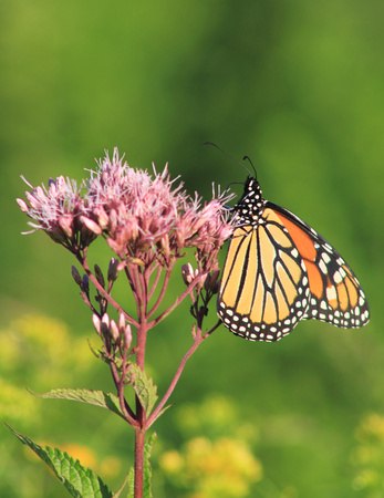 Monarch Butterfly Feeding on Joe Pye Weed