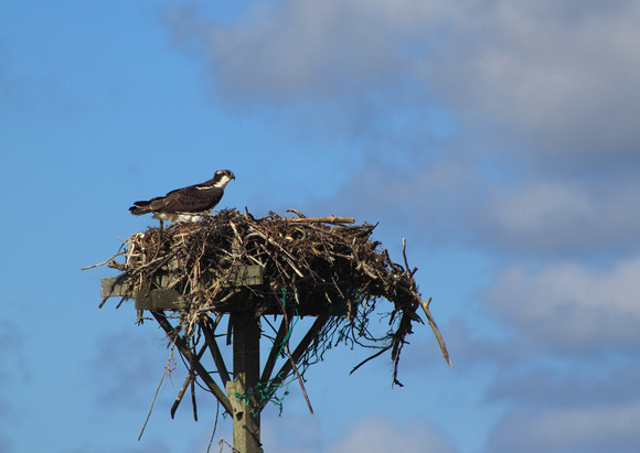 Monomoy National Wildlife Refuge Osprey Nest