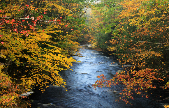 Swift River East Branch in Autumn