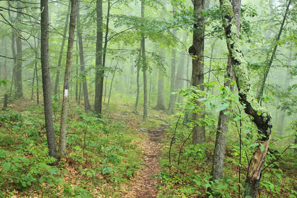 New England National Scenic Trail Misty Forest