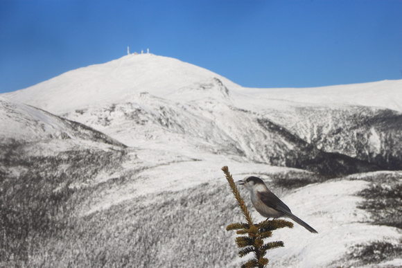 Mount Washington and Canada Gray Jay