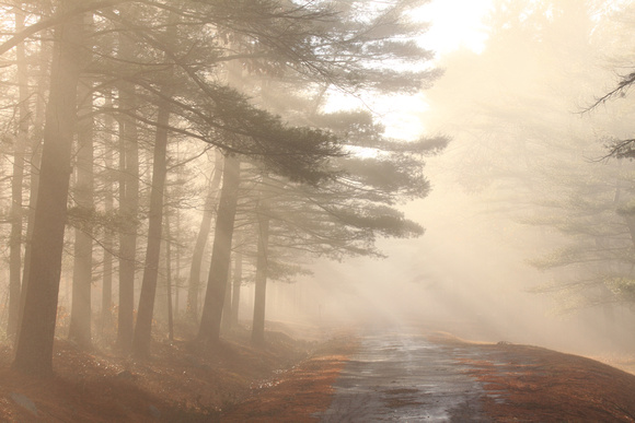 Quabbin Reservoir Forest Road Morning Fog