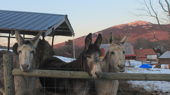 East Hill Farm Donkeys and Mount Monadnock
