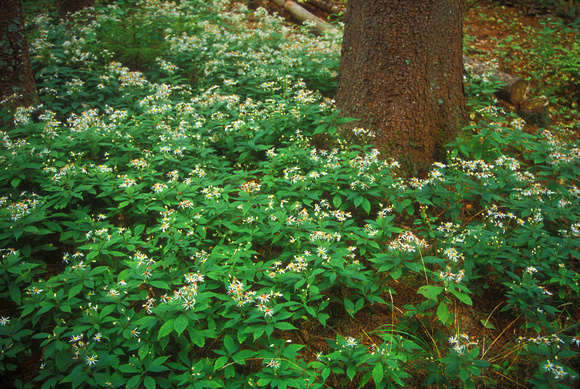 White Wood Asters