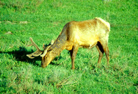 Elk Feeding