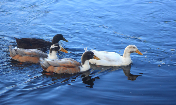 Hybrid Mallard Domestic Ducks
