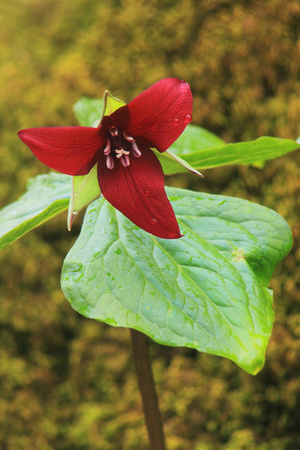 Red Trillium and Mossy Log