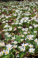 Bloodroot Colony in Rich Mesic Forest