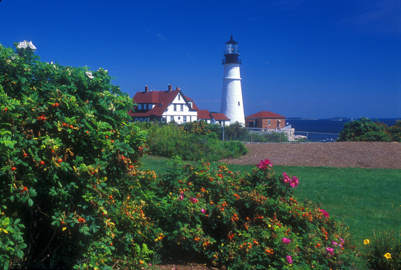 Portland Head Lighthouse flowers