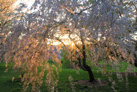 Arnold Arboretum Cherry in Evening Light