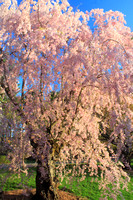 Arnold Arboretum Flowering Cherry Tree