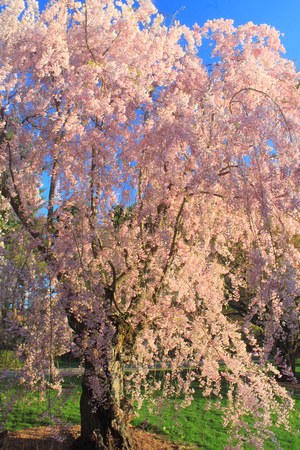 Arnold Arboretum Flowering Cherry Tree