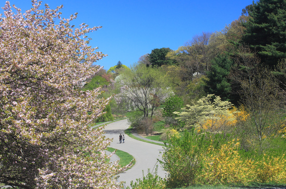 Arnold Arboretum Trail in Spring