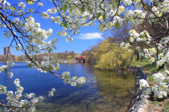 Boston Jamaica Pond Trail Spring
