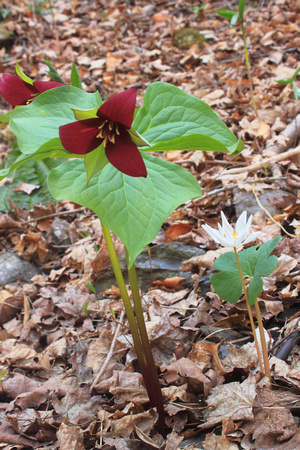 Red Trillium and Bloodroot in rich soil