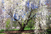 Arnold Arboretum Flowering Cherry in Spring