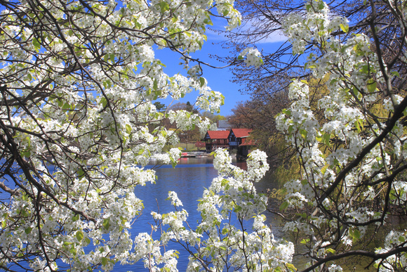 Boston Jamaica Pond Trail Spring Blossoms