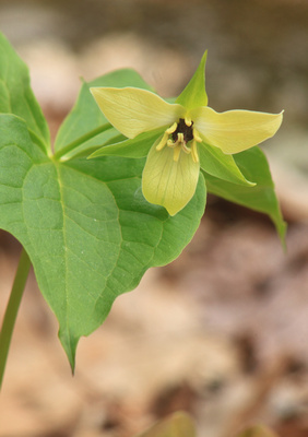 Red Trillium yellow phase