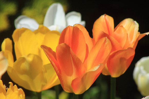 Tulips closeup