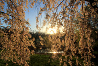 Arnold Arboretum Cherry Tree Sunset
