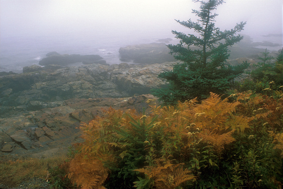Acadia National Park Otter Cliffs Fog