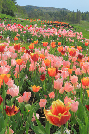 Naumkeag Tulips and Berkshire Hills