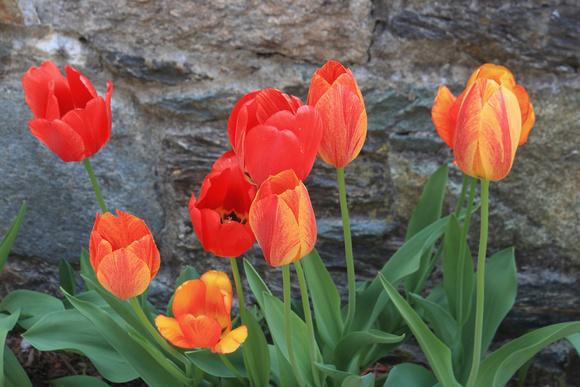Tulips and Stone Wall