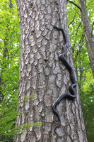 Black Rat Snake Climbing Pine Tree