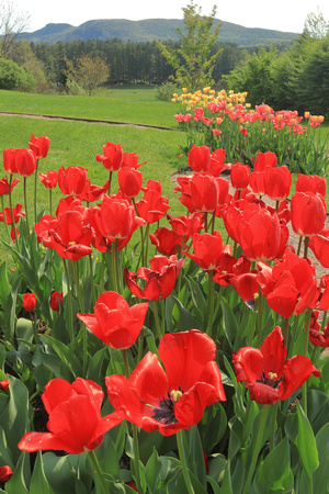 Naumkeag Red Tulips and Monument Mountain