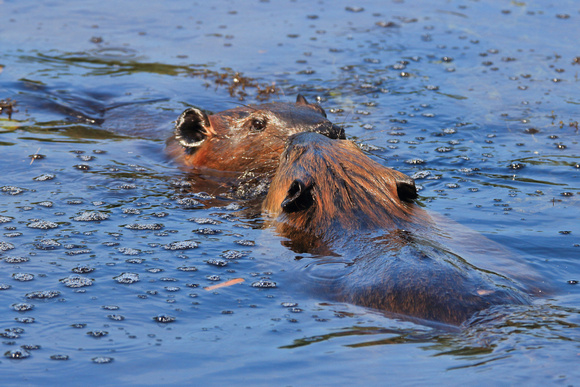 Beaver pair in pond near lodge