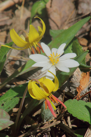 Trout Lilies and Blootroot