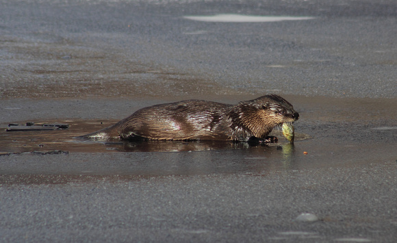 River Otter Catching Sunfish on Ice