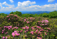 Craggy Gardens Catawba Rhododendrons Trail View